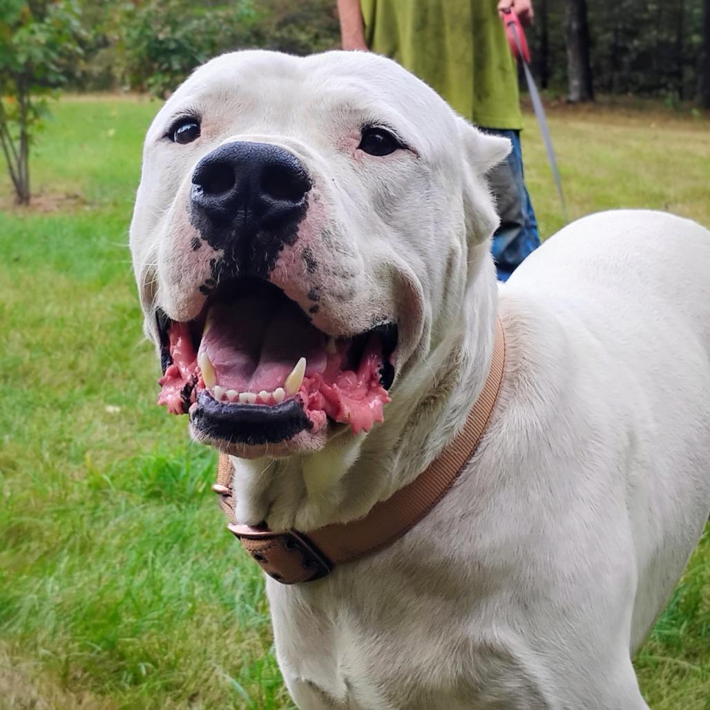 Enlarge Roo, a Adoptable Dogo Argentino in Flintstone, MD image 6/6
