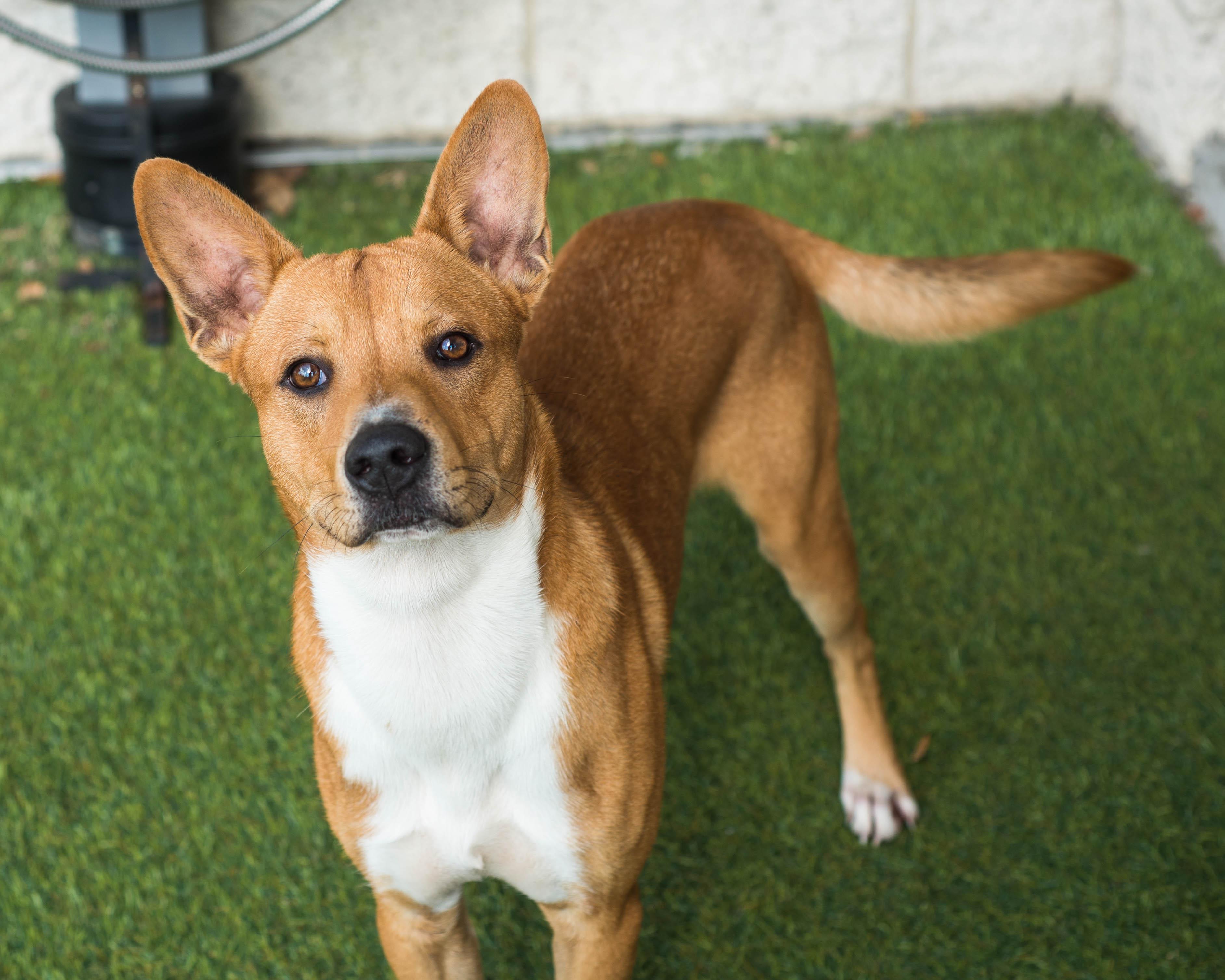 Enlarge Isaac, a Adoptable mixed breed in Mont Belvieu, TX image 1/2