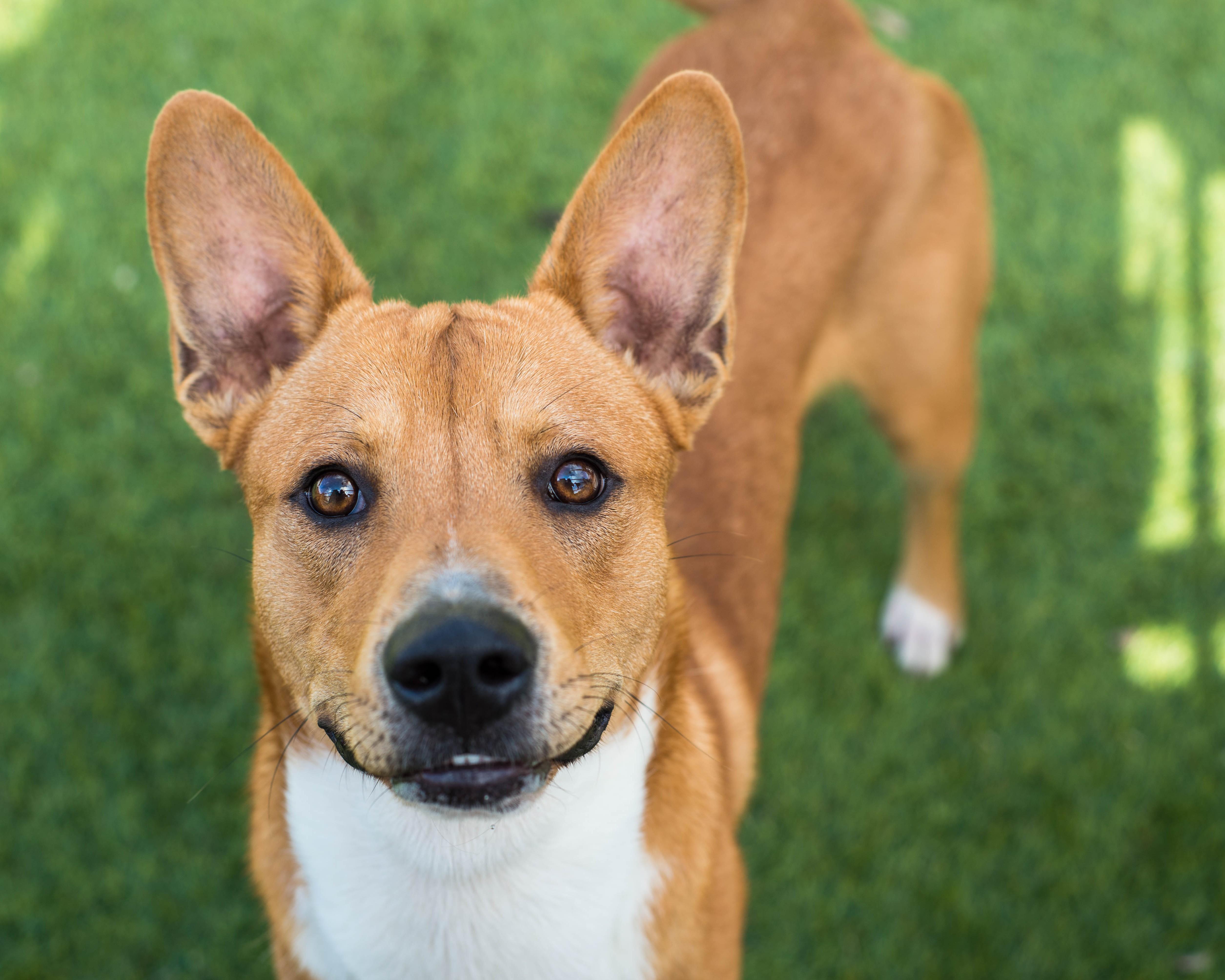 Enlarge Isaac, a Adoptable mixed breed in Mont Belvieu, TX image 2/2