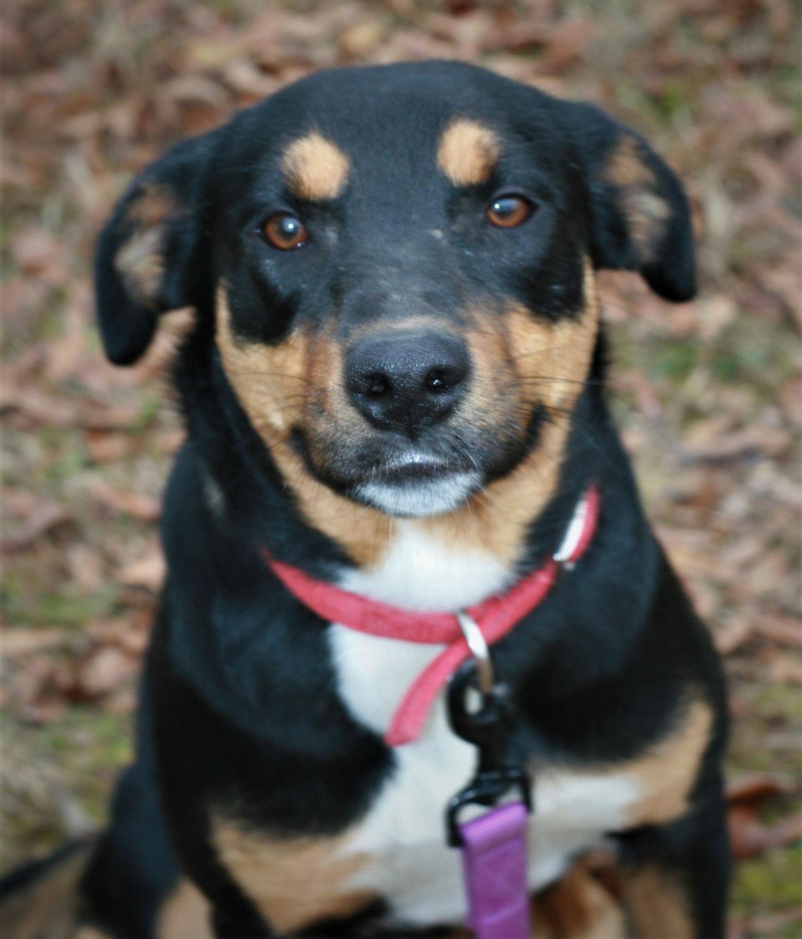 Bubbles, Adoptable, Adult Female Greater Swiss Mountain Dog & Labrador Retriever.