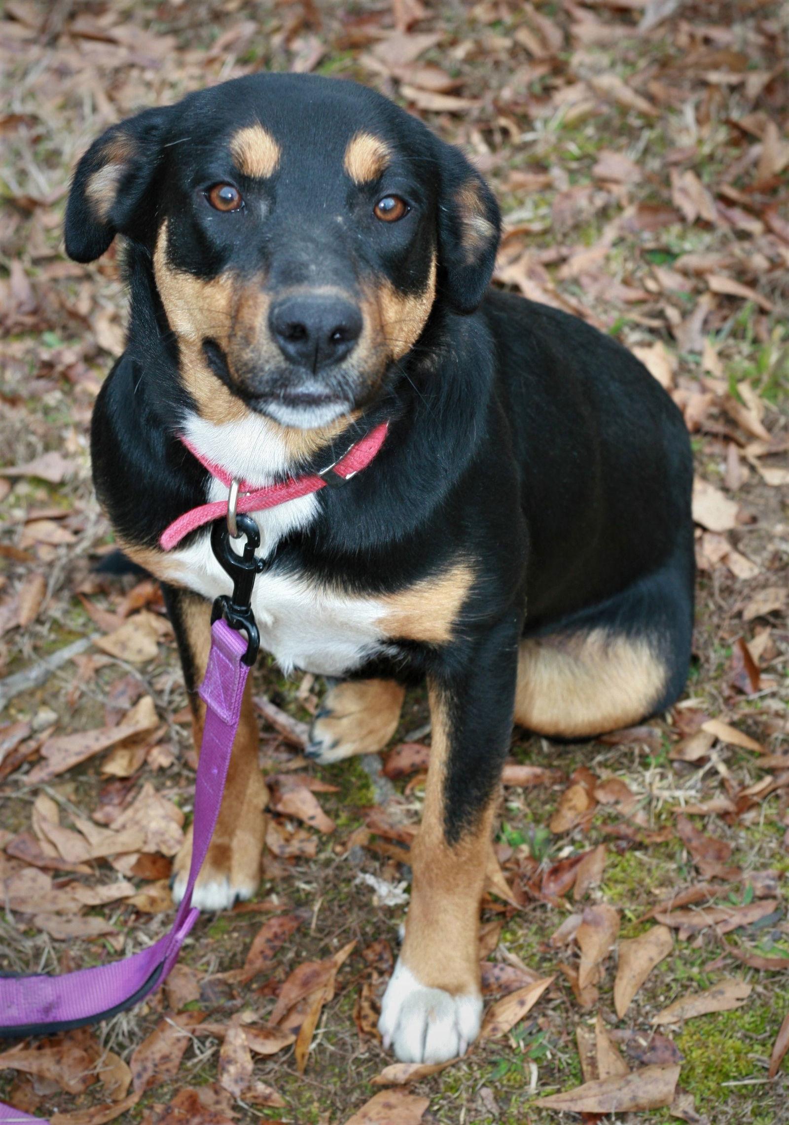 Bubbles, Adoptable, Adult Female Greater Swiss Mountain Dog & Labrador Retriever.