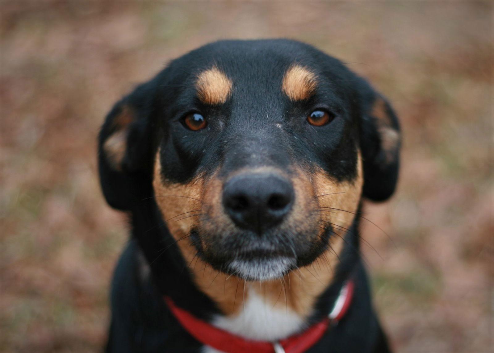 Enlarge Bubbles, a Adoptable mixed breed in Attalla, AL image 3/3