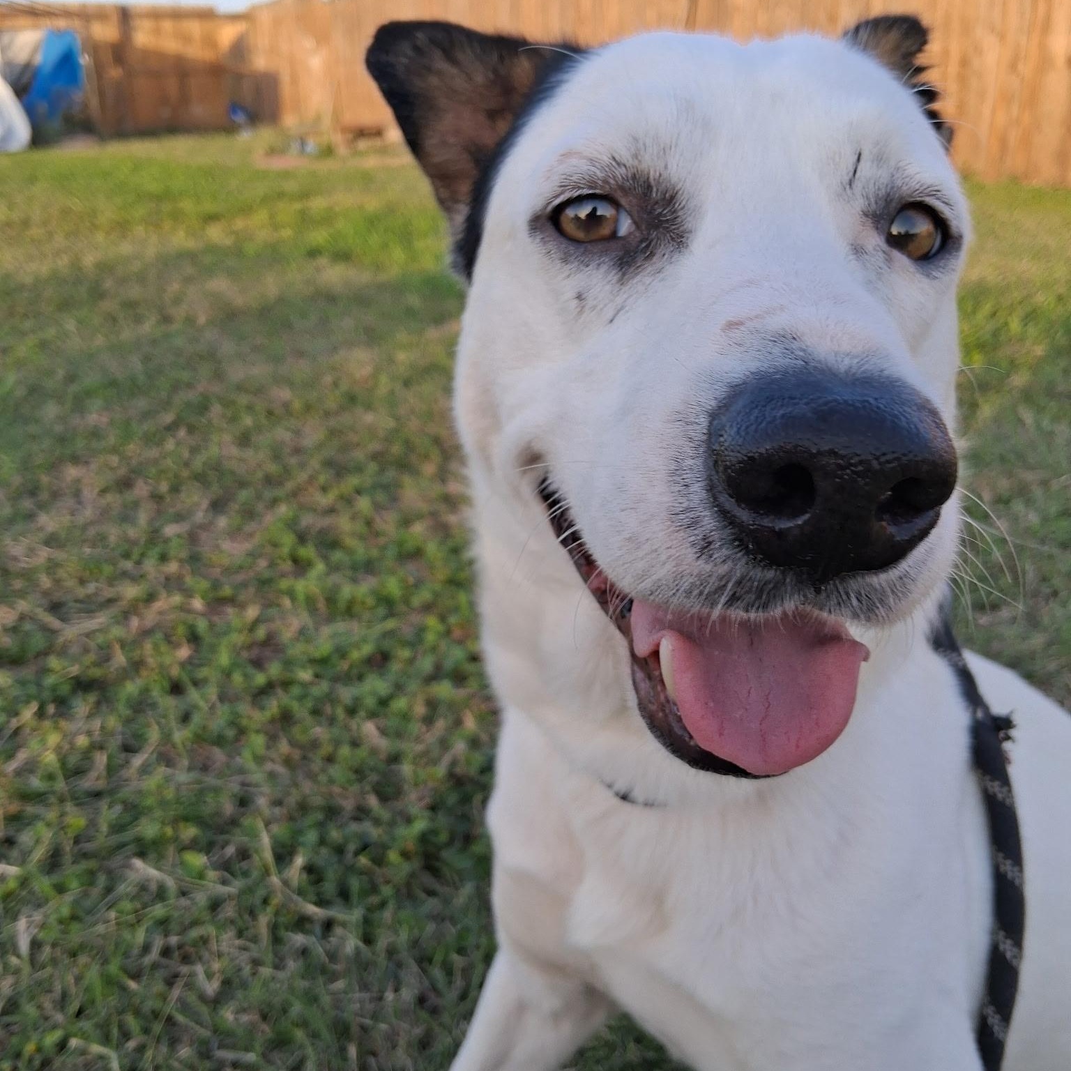 Gadget, Adoptable, Young Male Cattle Dog.