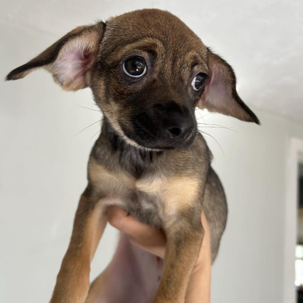 Amelia, a Adoptable Chihuahua in Katy, TX image 1/2