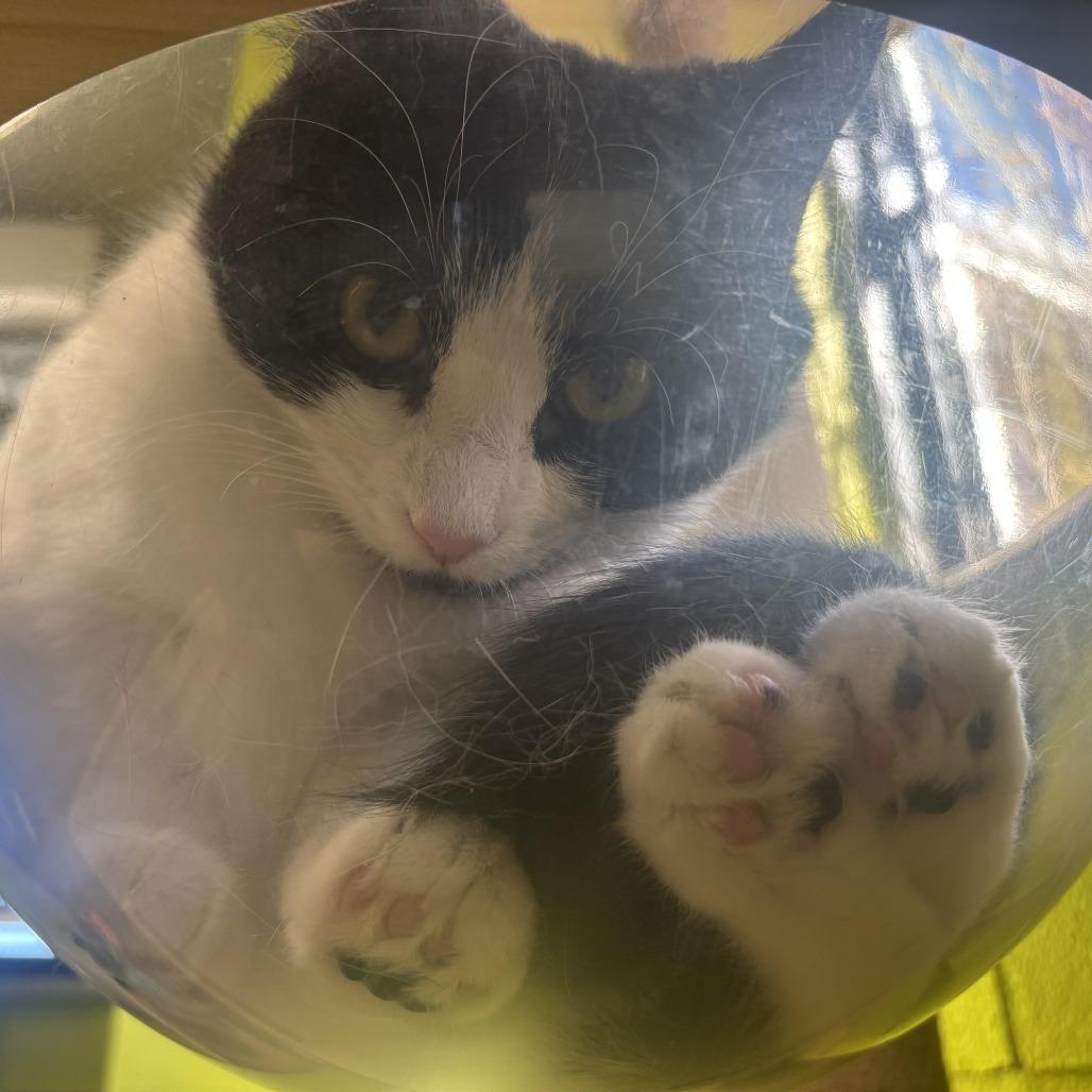 Enlarge Sasha, a Adoptable Domestic Short Hair in Waynesburg, PA image 2/4