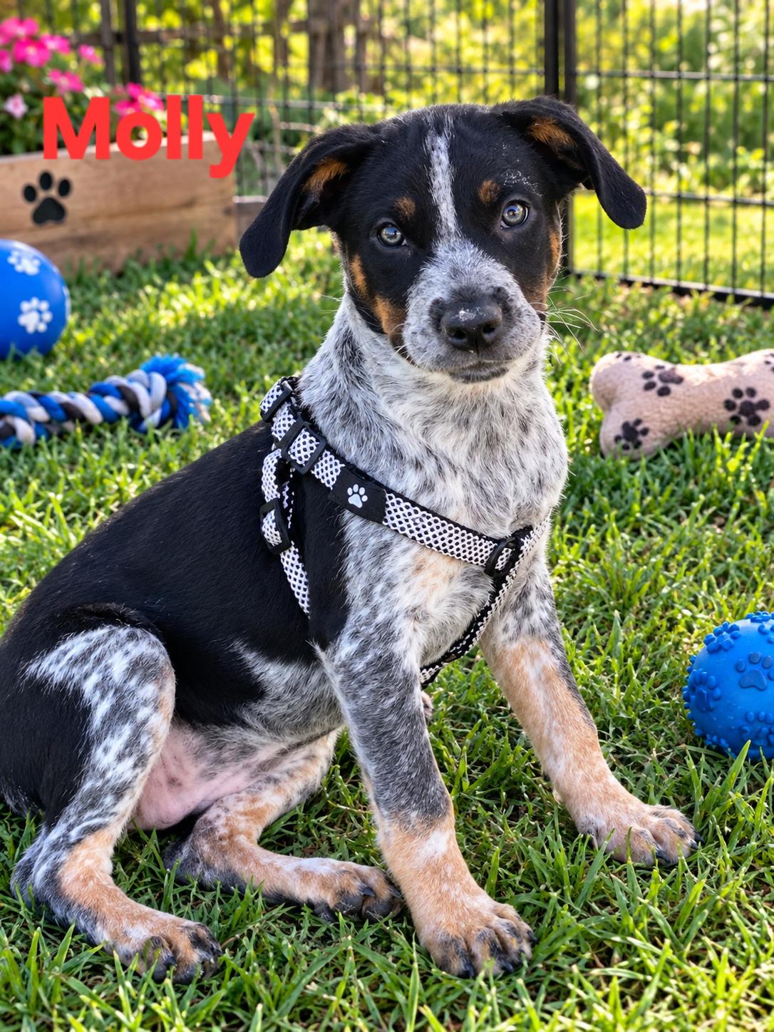 Molly, Adoptable, Puppy Female Australian Cattle Dog / Blue Heeler.