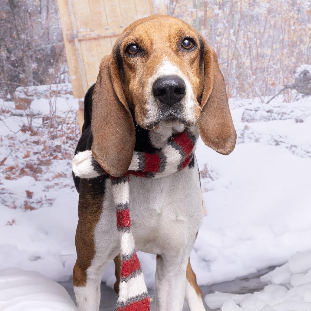 Enlarge Dan, a Adoptable Mixed Breed in Franklin, TN image 1/1
