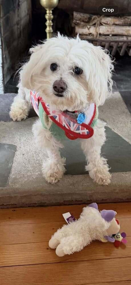 Casey, a Adoptable Maltese in Huntington, NY image 1/5