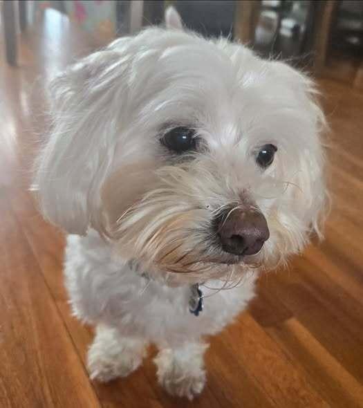 Enlarge Casey, a Adoptable Maltese in Huntington, NY image 2/6