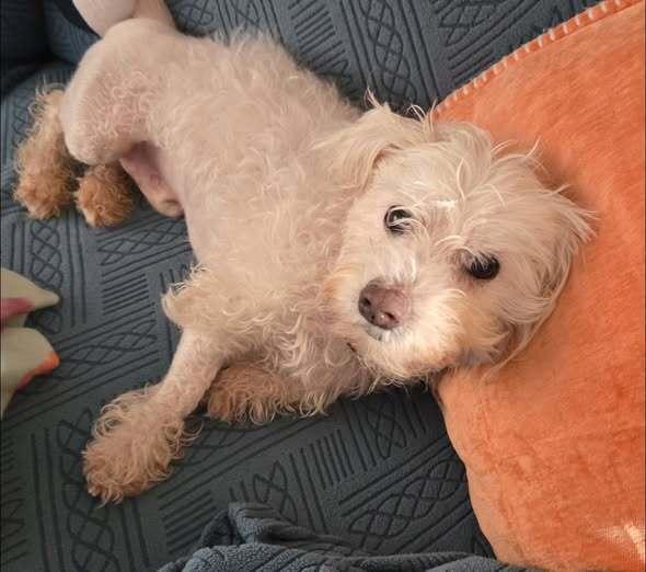 Enlarge Casey, a Adoptable Maltese in Huntington, NY image 4/6