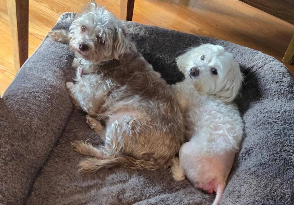 Enlarge Casey, a Adoptable Maltese in Huntington, NY image 5/6