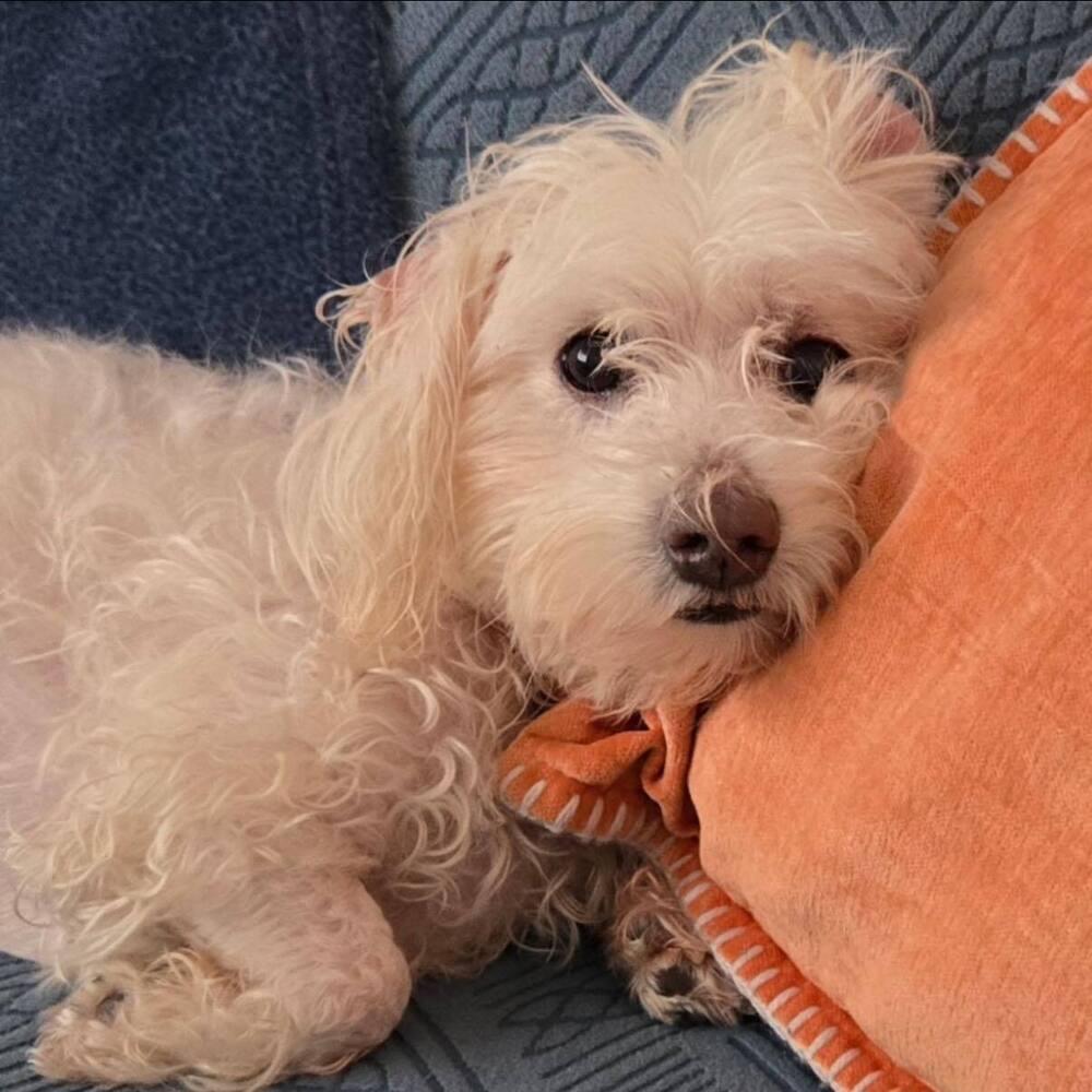 Enlarge Casey, a Adoptable Maltese in Huntington, NY image 6/6