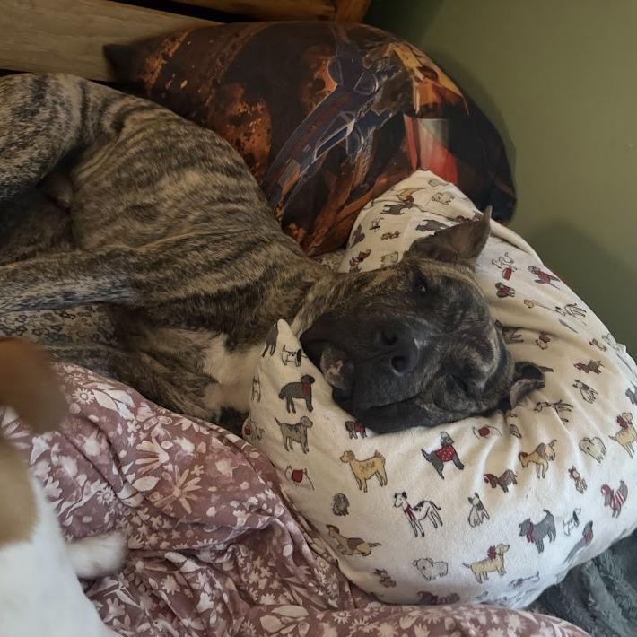 Macho, Adoptable, Adult Male Mixed Breed.