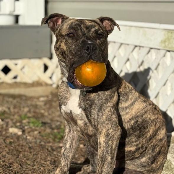 Enlarge Macho, a Adoptable Mixed Breed in Bangall, NY image 2/6