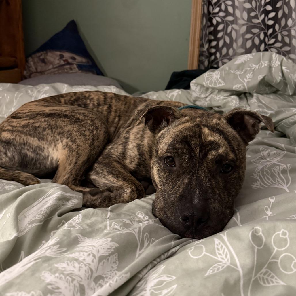 Enlarge Macho, a Adoptable Mixed Breed in Bangall, NY image 4/6