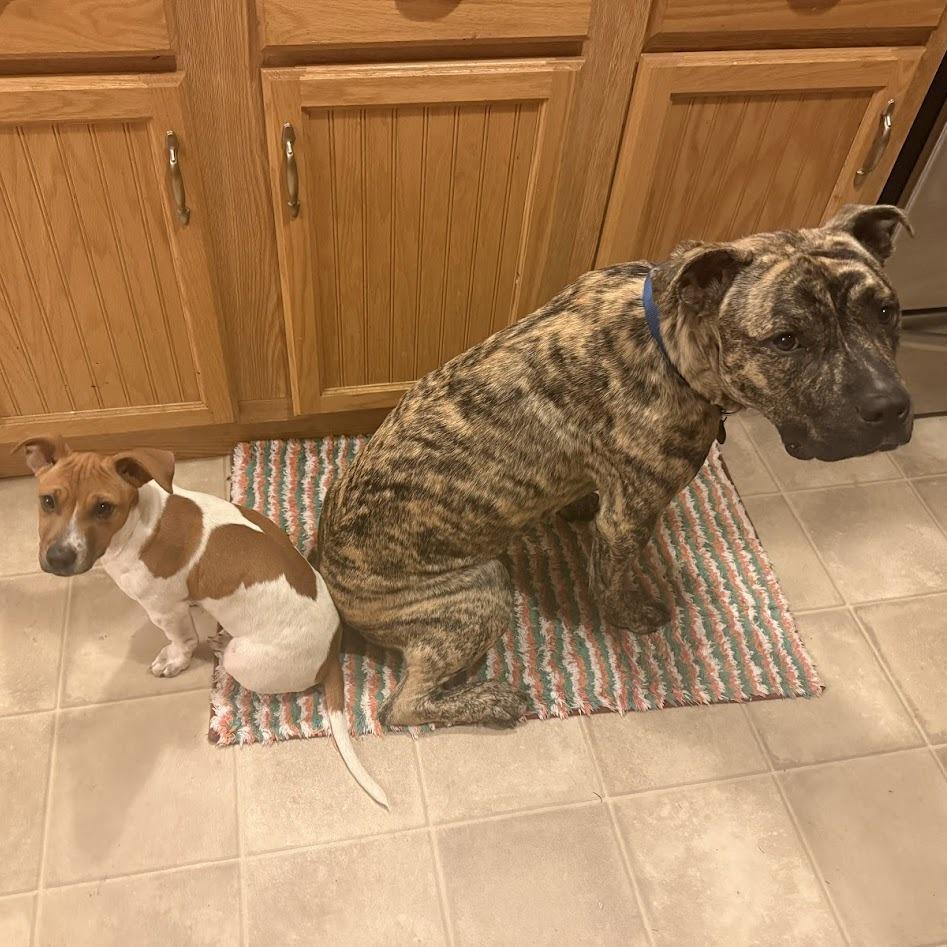 Enlarge Macho, a Adoptable Mixed Breed in Bangall, NY image 5/6