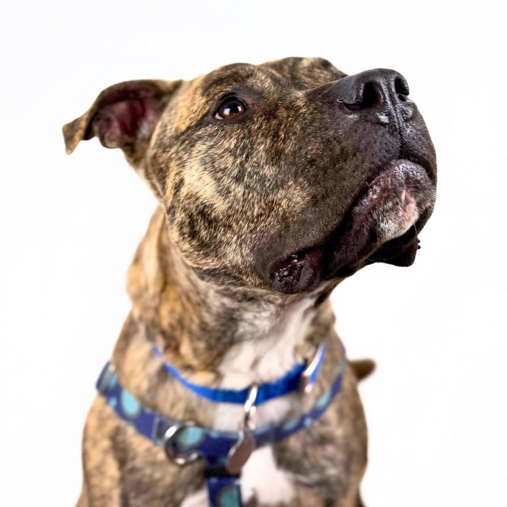 Enlarge Macho, a Adoptable Mixed Breed in Bangall, NY image 6/6