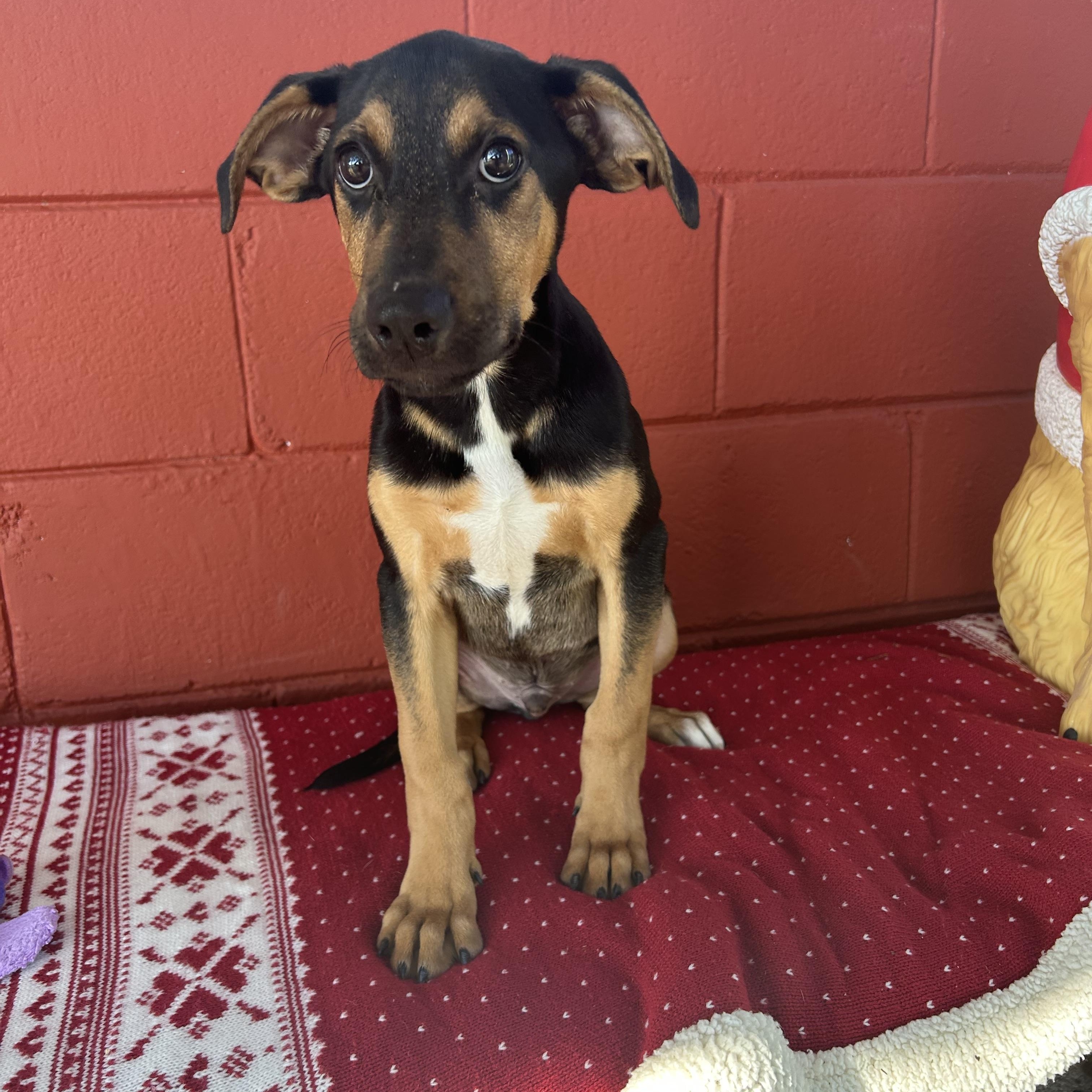 Enlarge Hux, a ADOPTABLE mixed breed in Pensacola, FL image 5/5