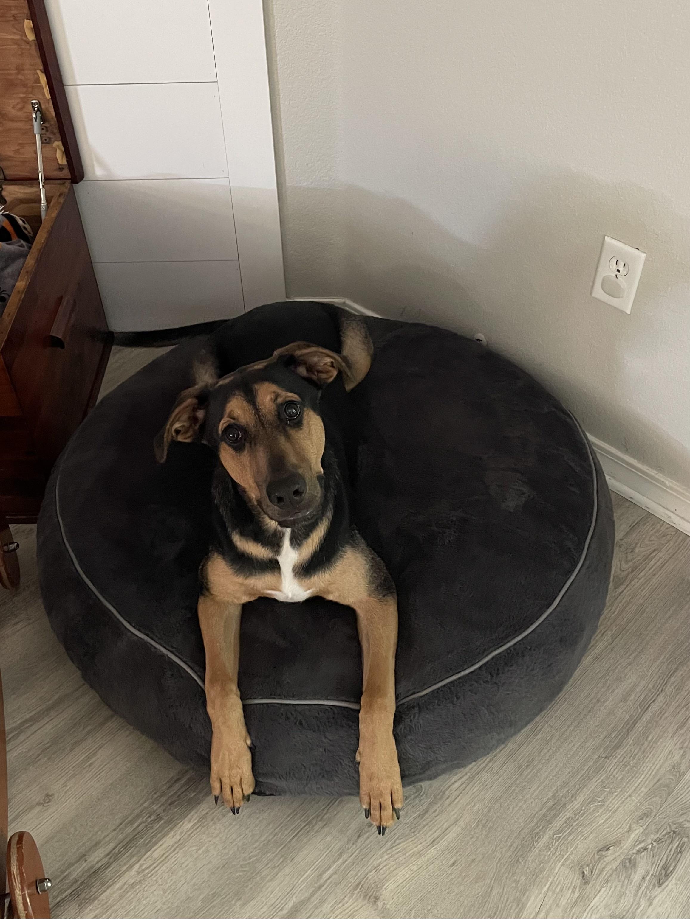 Enlarge Hux, an adoptable mixed breed in Pensacola, FL image 2/3