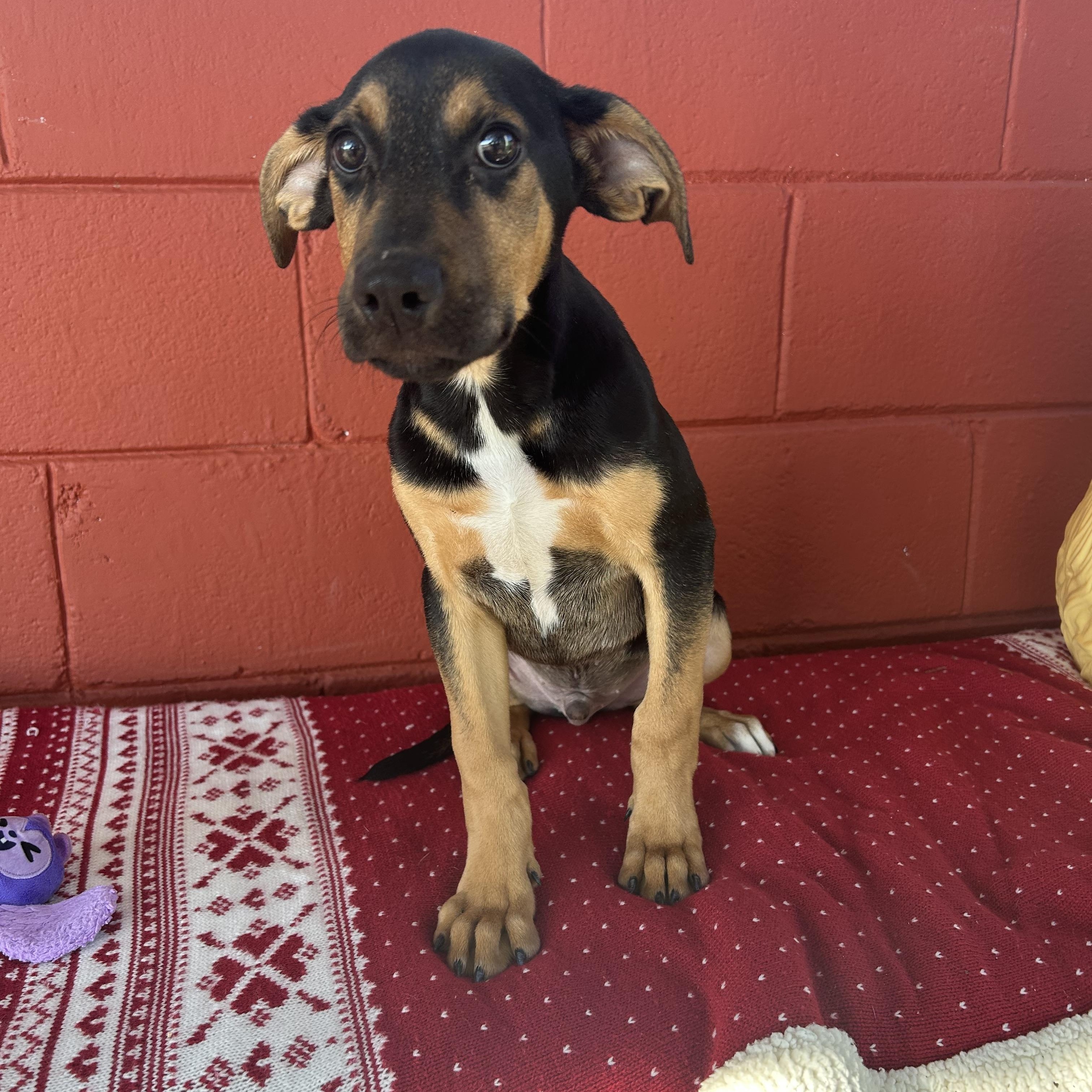 Enlarge Hux, a ADOPTABLE mixed breed in Pensacola, FL image 4/5