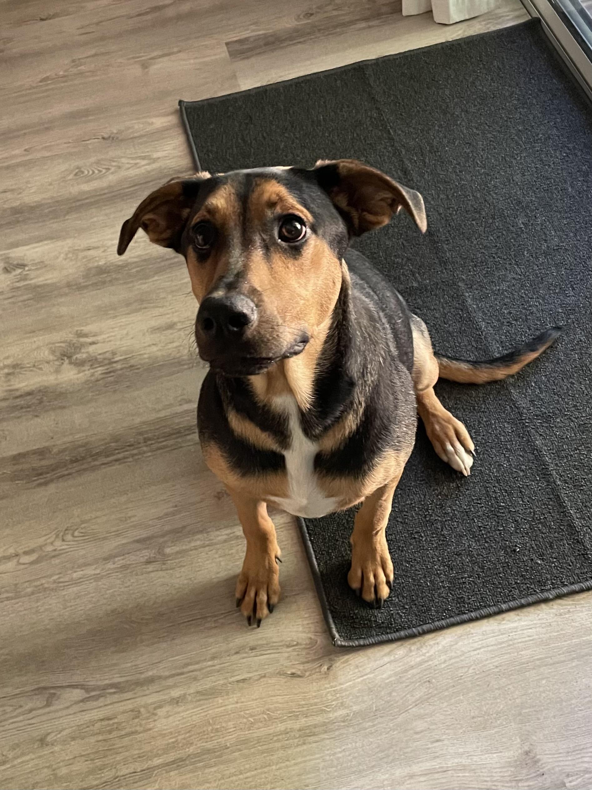 Hux, adoptable, Young Male Hound.