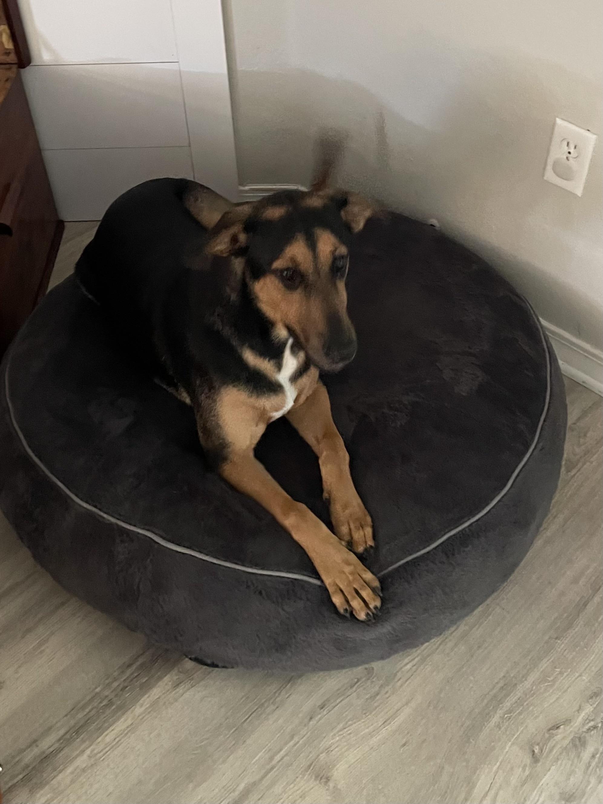 Enlarge Hux, an adoptable mixed breed in Pensacola, FL image 3/3