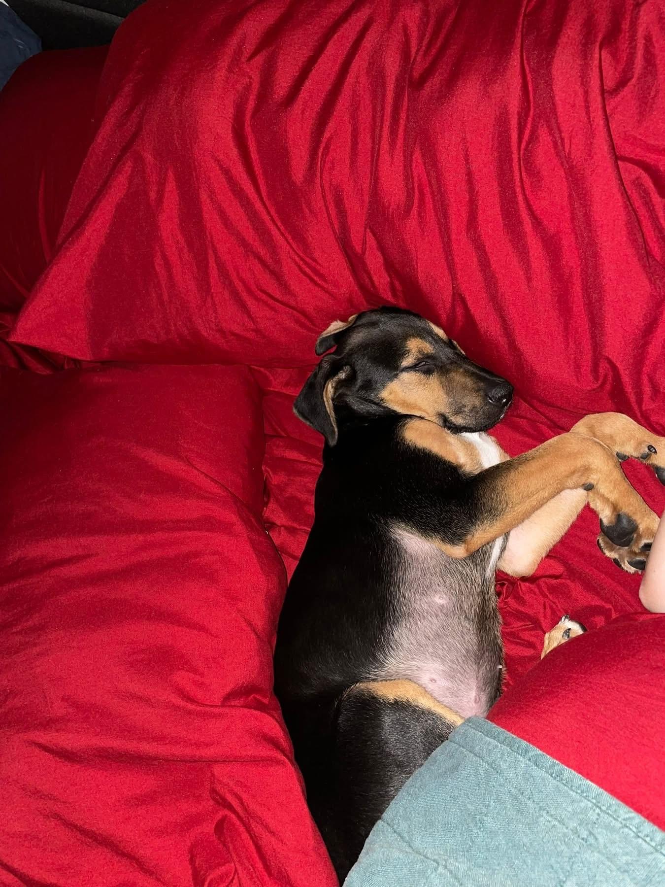 Enlarge Hux, a ADOPTABLE mixed breed in Pensacola, FL image 2/5