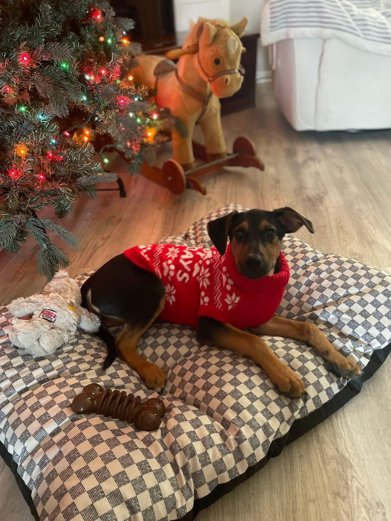 Enlarge Hux, a ADOPTABLE mixed breed in Pensacola, FL image 3/5