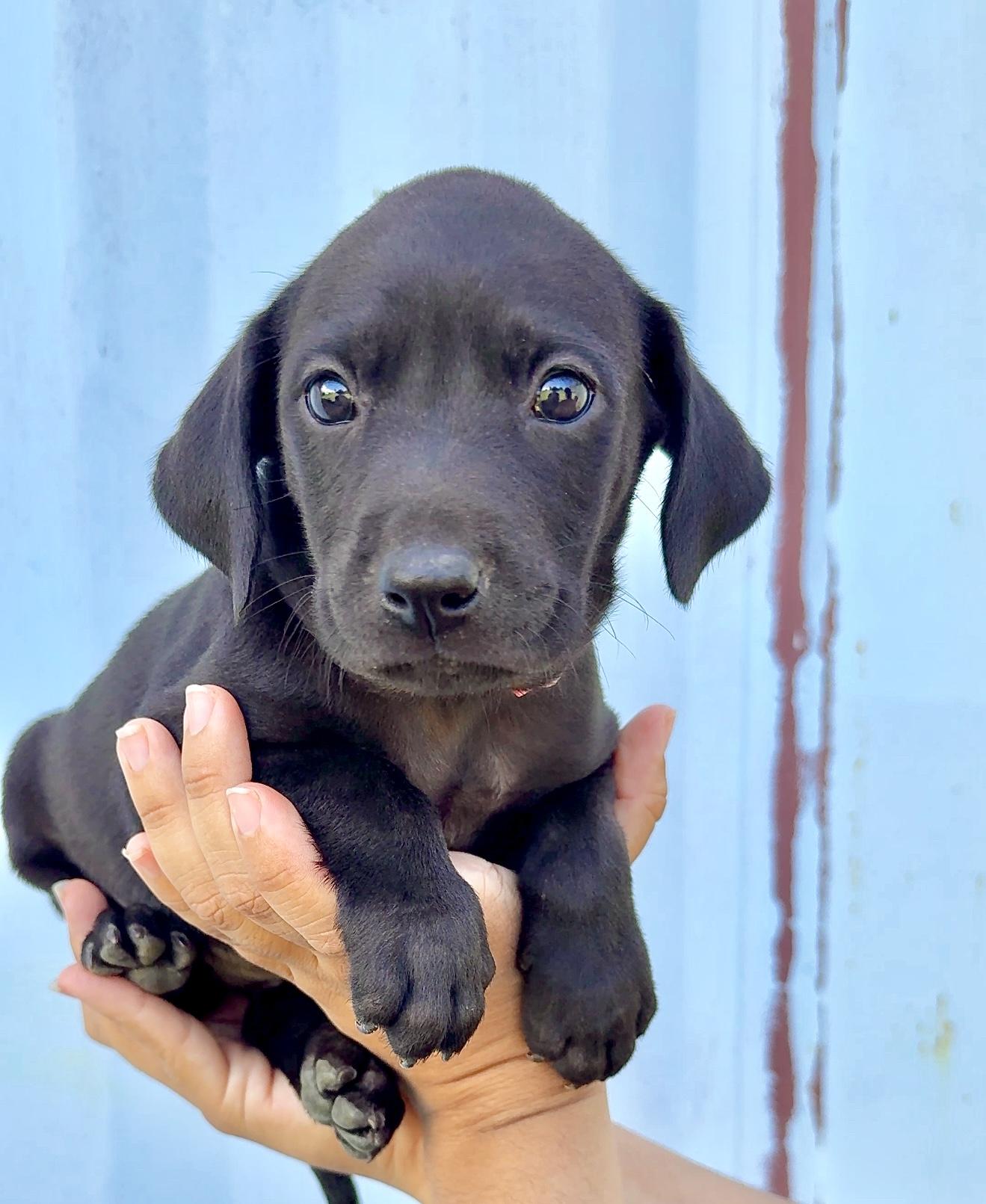 Enlarge Penny Pink - Beautiful, loving girl puppy - *LOW ADOPTION FEE* , a Adoptable mixed breed in Boston, MA image 1/6