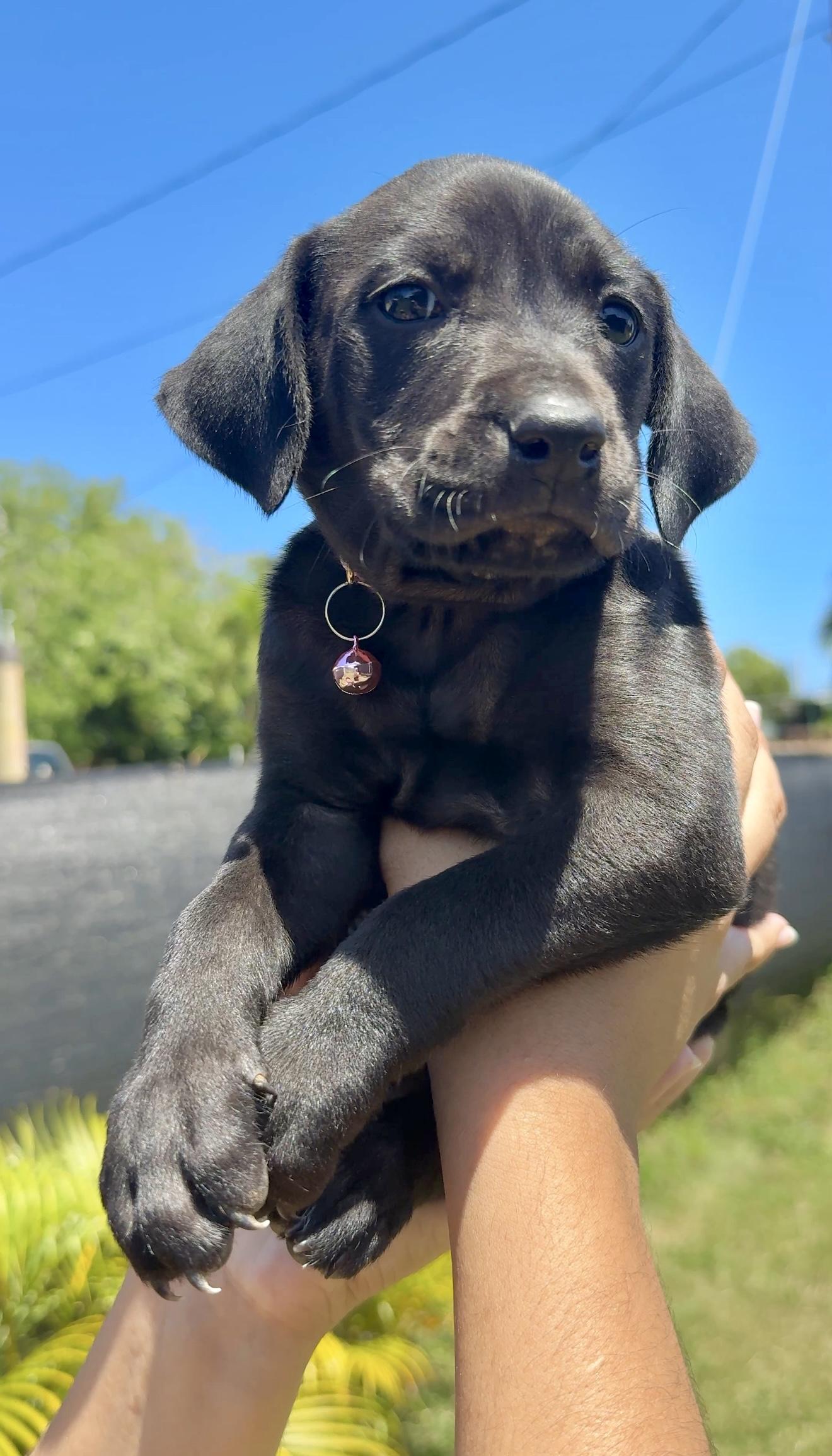 Enlarge Penny Pink - Beautiful, loving girl puppy - *LOW ADOPTION FEE* , a Adoptable mixed breed in Boston, MA image 5/6