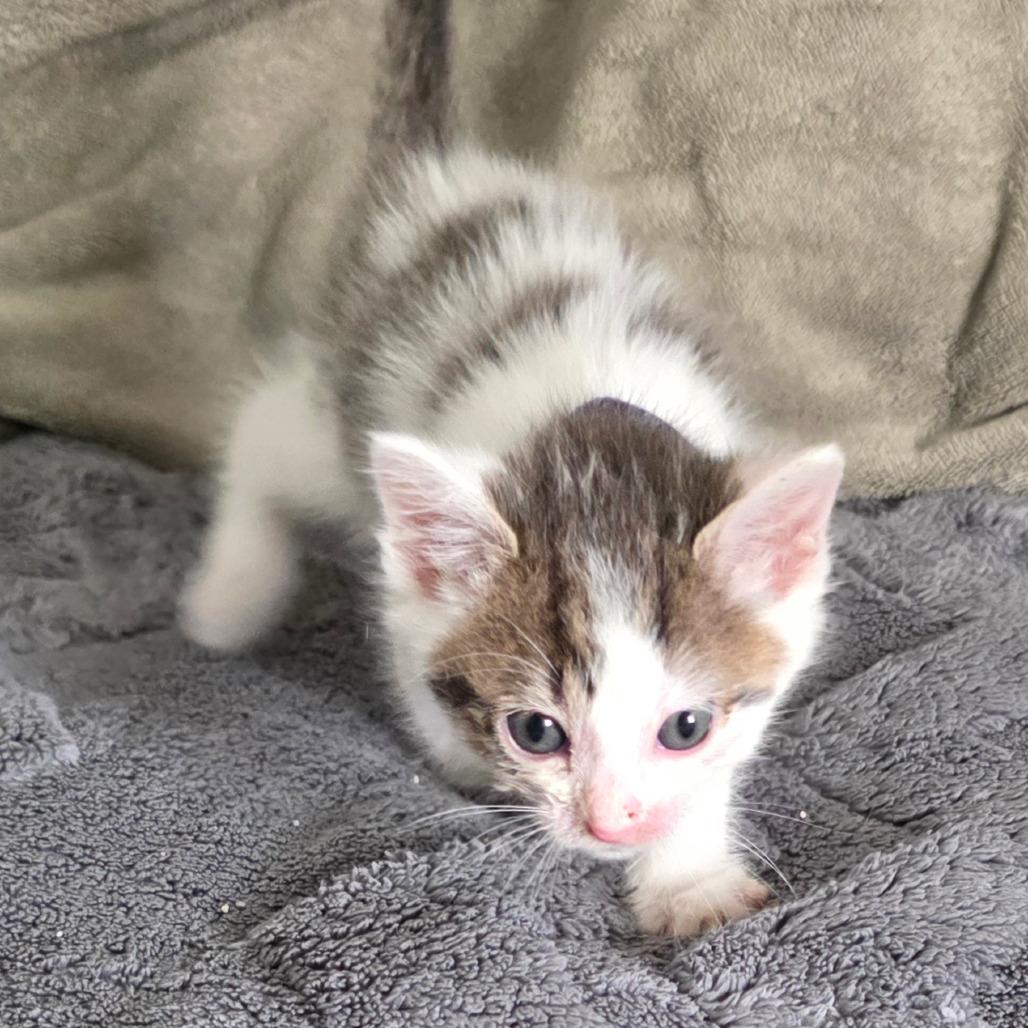 Enlarge Purrfect, a Adoptable Domestic Short Hair in Chicago, IL image 2/3