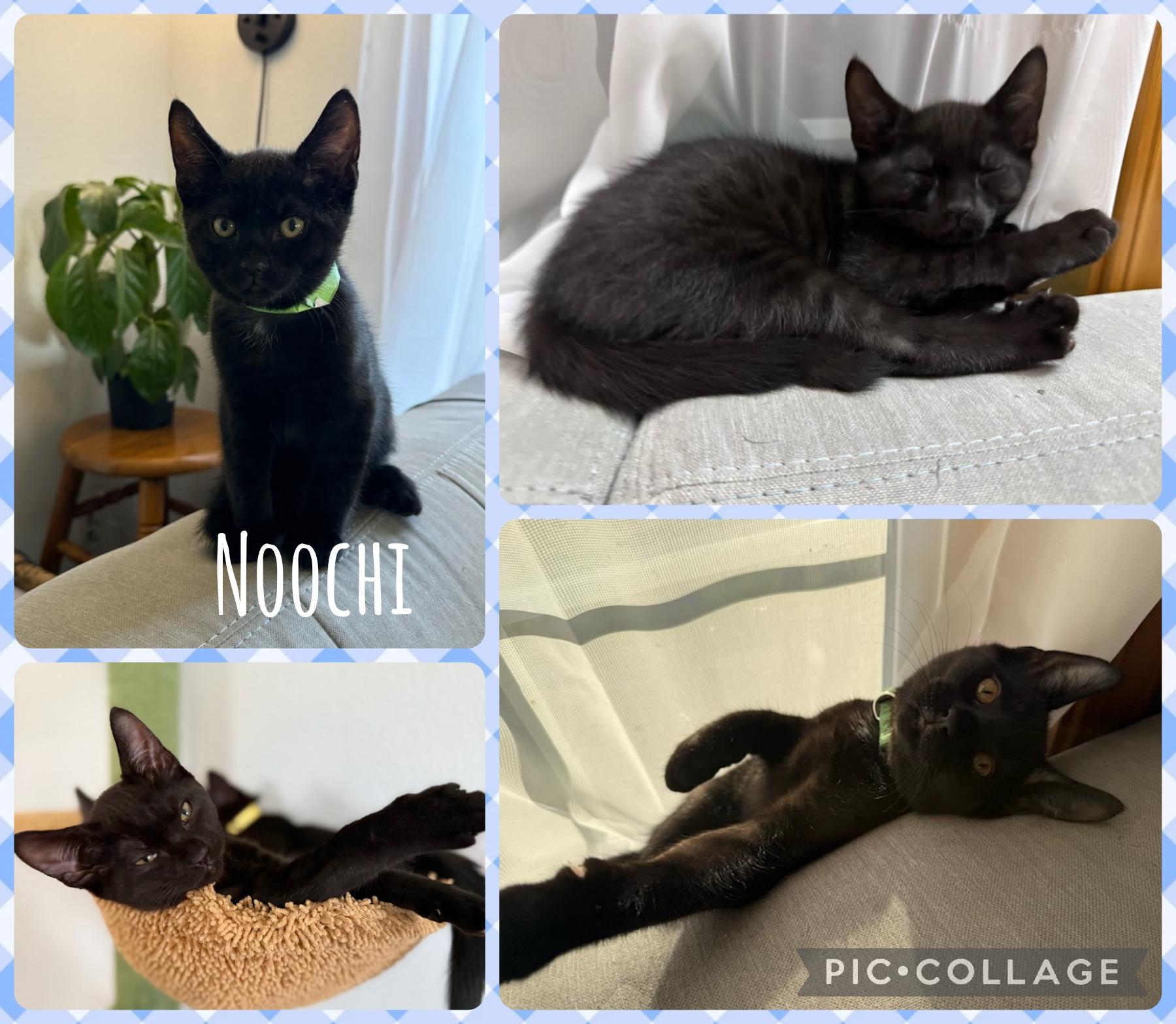 Nooch, Adoptable, Kitten Male Domestic Short Hair.