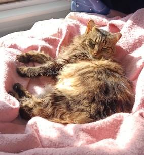 PA - Savannah (MCR), a Adopted mixed breed in Norristown, PA image 2/3