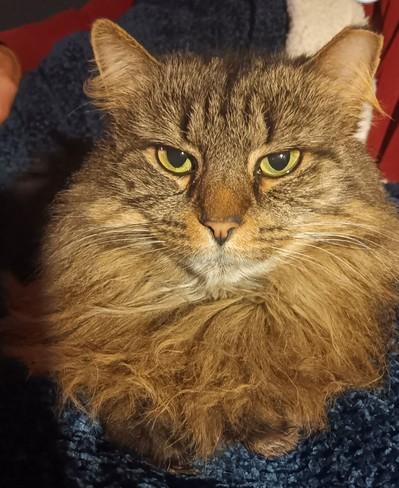 PA - Savannah (MCR), a Adopted mixed breed in Norristown, PA image 3/3