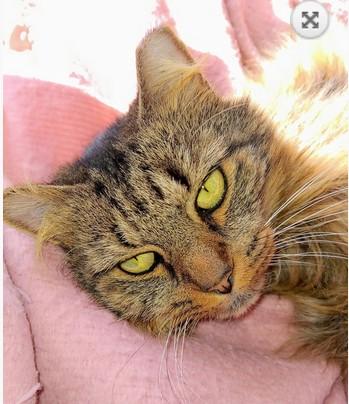 PA - Savannah (MCR), a Adopted mixed breed in Norristown, PA image 1/3