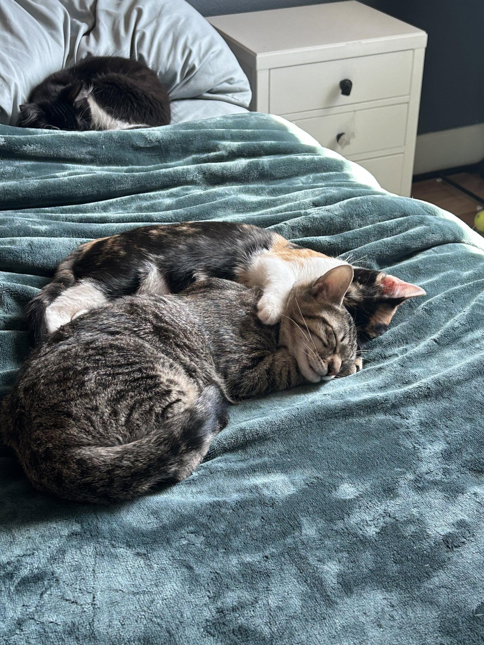 Enlarge Spike ( Christina), a Adoptable mixed breed in Napa, CA image 2/2