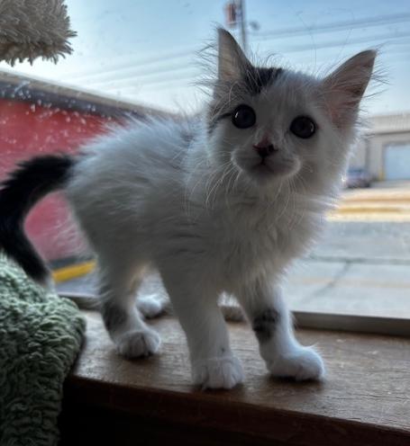 Enlarge Pearl, an adopted Domestic Long Hair in Lafayette, LA image 4/6