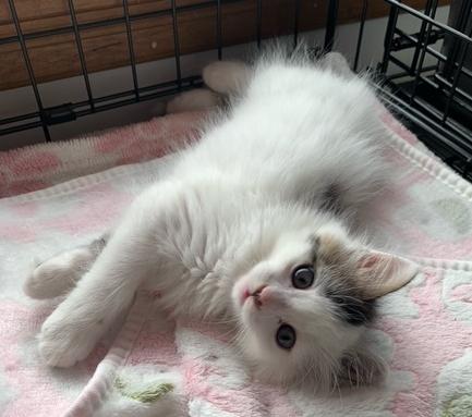 Enlarge Pearl, an adopted Domestic Long Hair in Lafayette, LA image 3/6