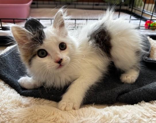 Pearl, adopted, Kitten Female Domestic Long Hair.