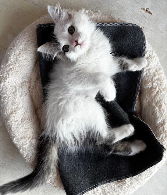 Enlarge Pearl, an adopted Domestic Long Hair in Lafayette, LA image 5/6