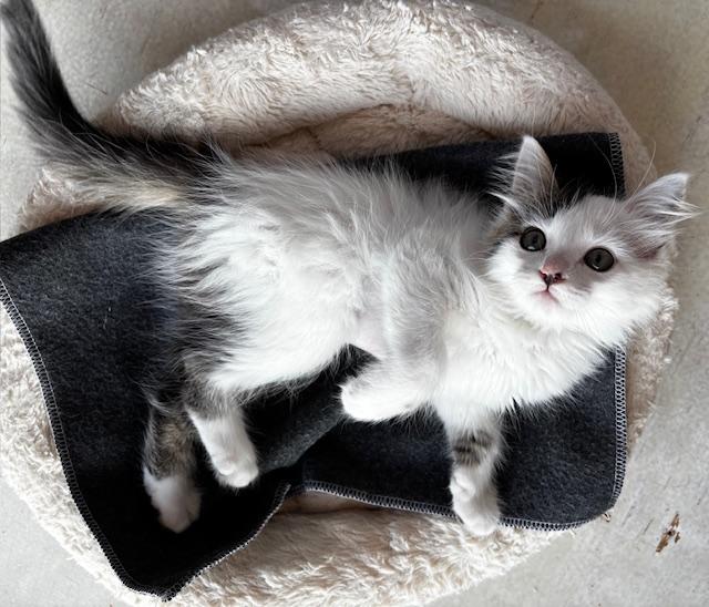Enlarge Pearl, an adopted Domestic Long Hair in Lafayette, LA image 2/6