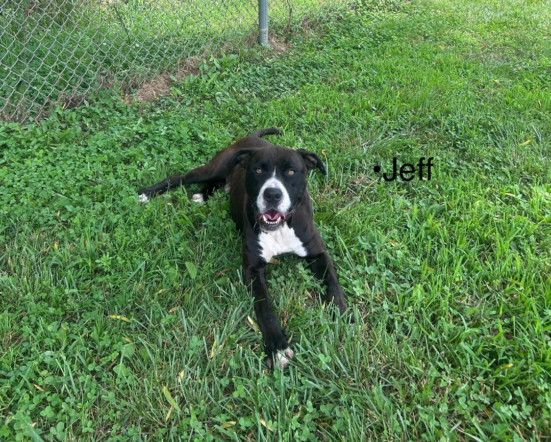 Jeff Dunham, Adoptable, Young Male Mixed Breed.