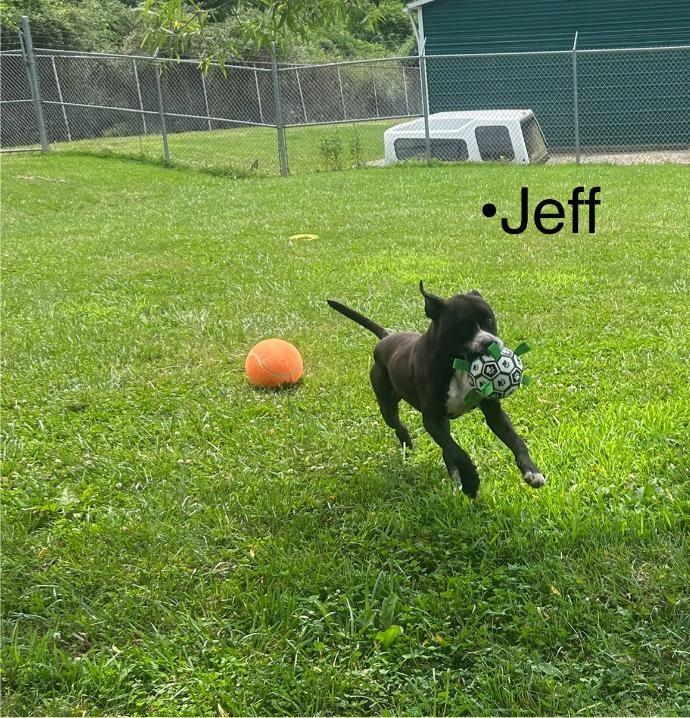 Jeff Dunham, a Adoptable Mixed Breed in Point Pleasant, WV image 2/3