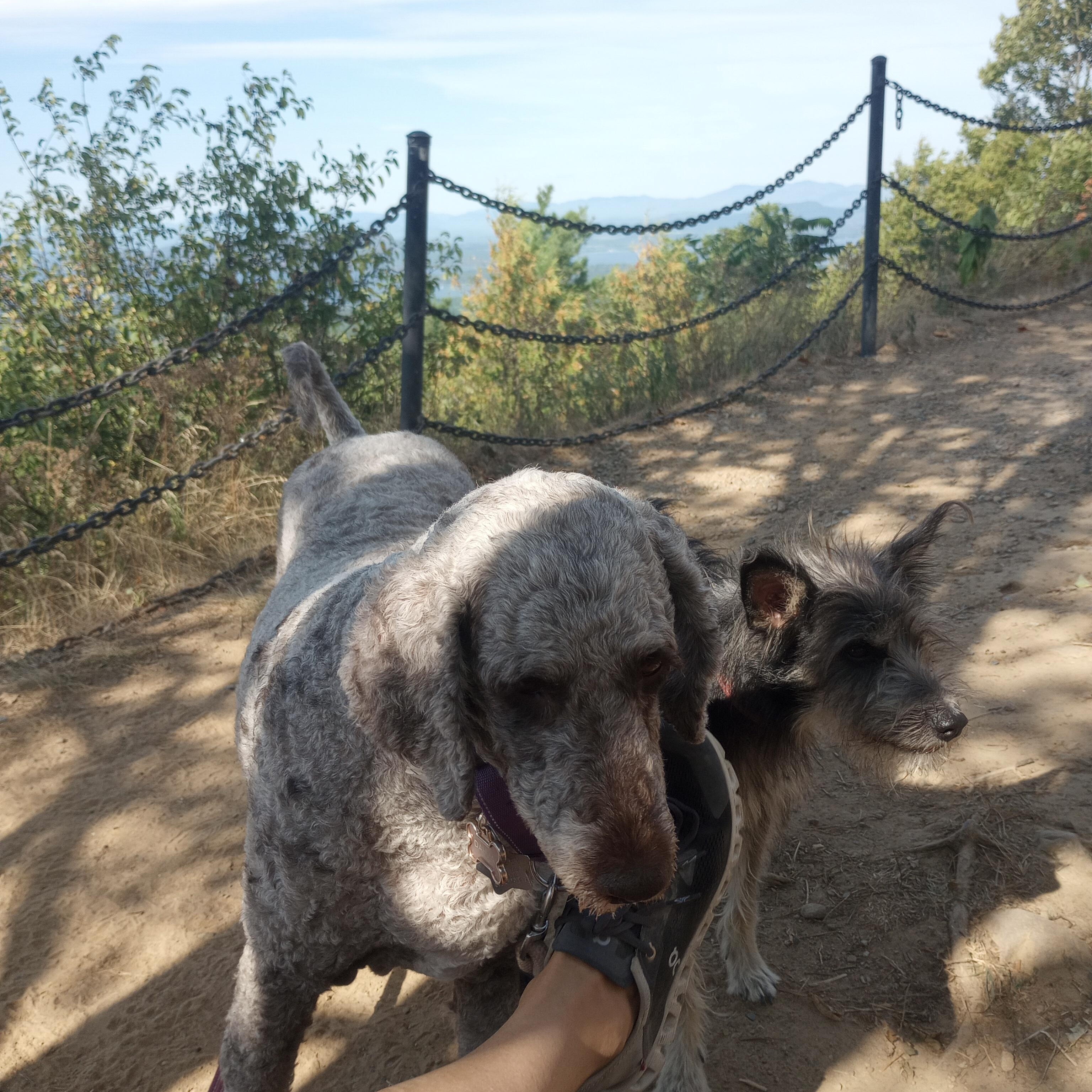 Dolly Princess Diann