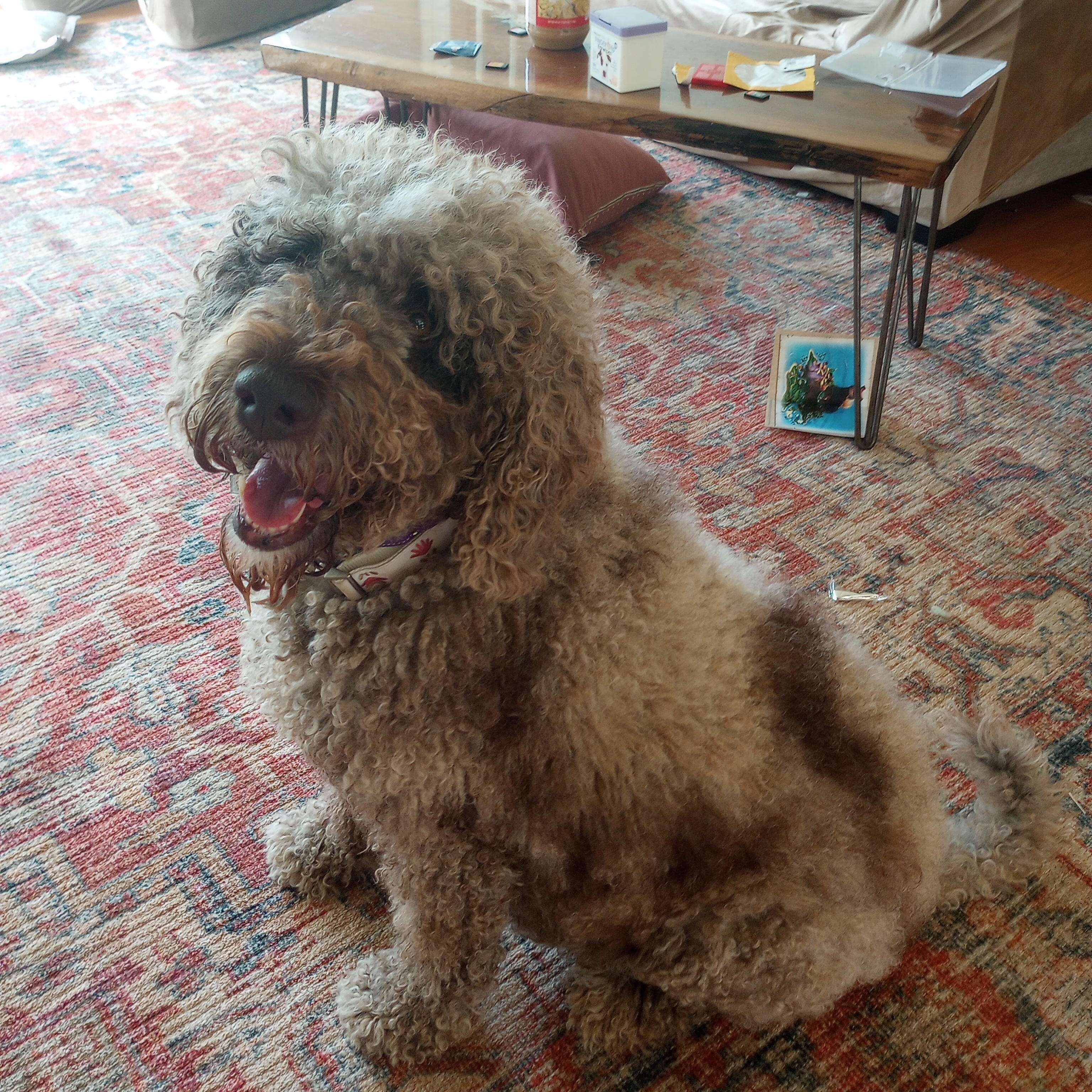 Dolly Princess Diann — thumbnail 2