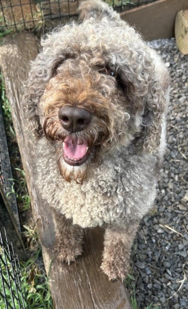 Dolly Princess Diann — thumbnail 3