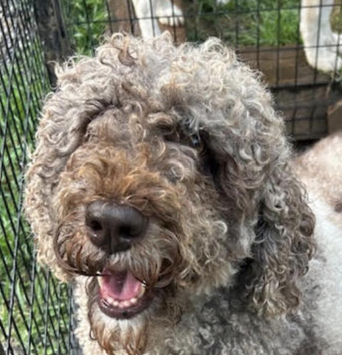 Dolly Princess Diann — thumbnail 4