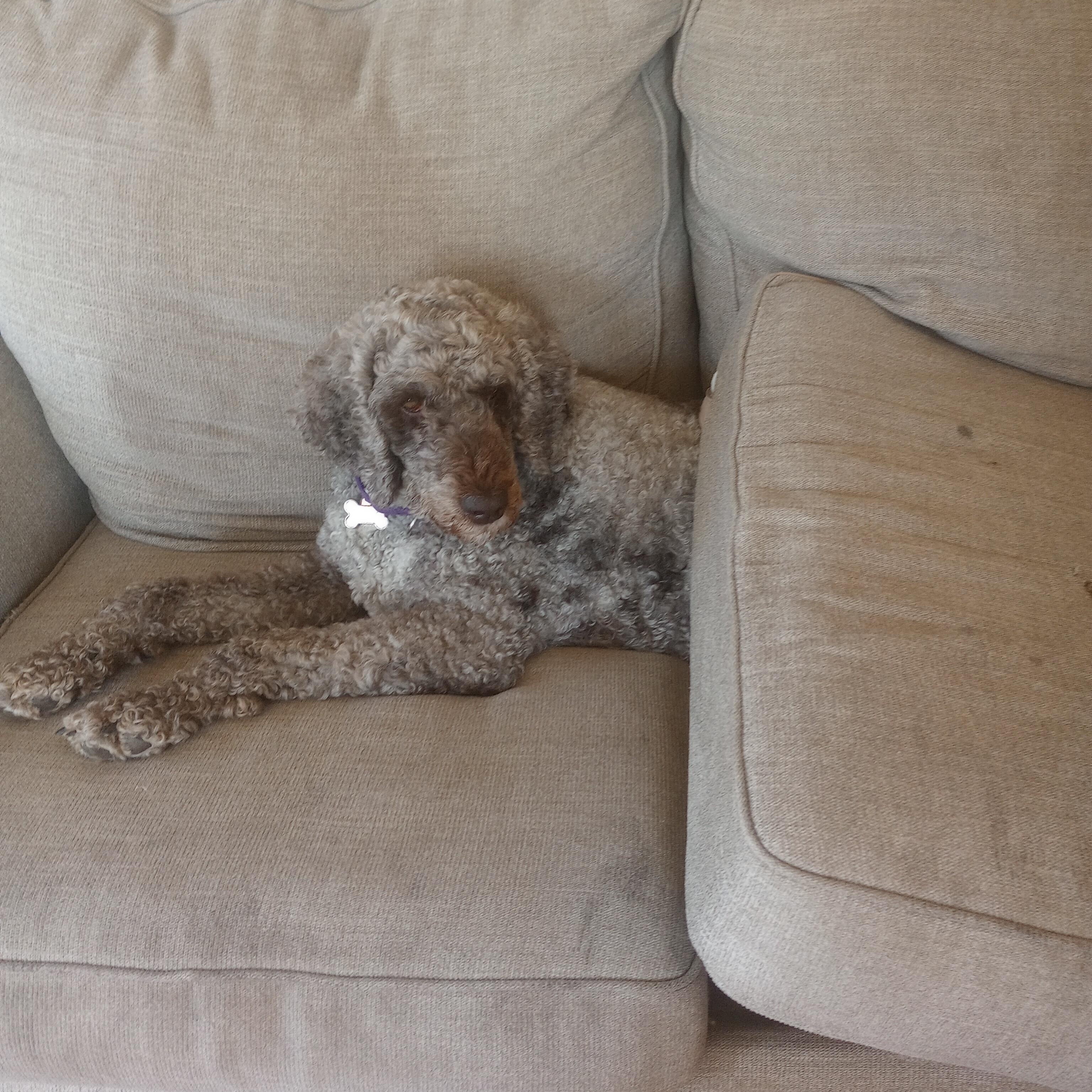 Dolly Princess Diann — thumbnail 5