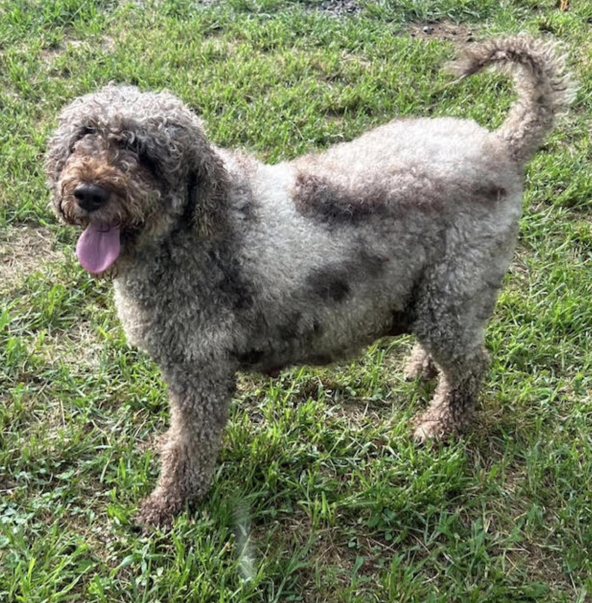 Dolly Princess Diann — thumbnail 6