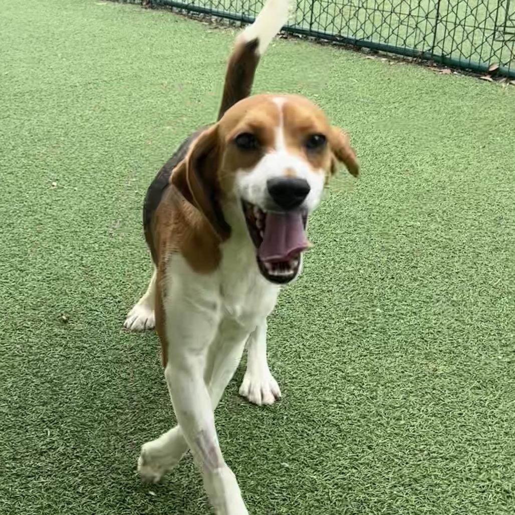 Tim, a Adoptable Beagle in Lauderhill, FL image 1/2